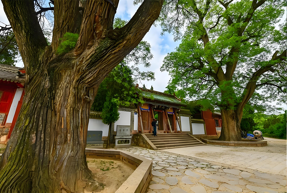 南郭寺古柏1.jpg